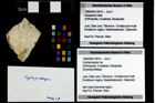 Foto (Objekt + Etikett) von Cycloprosopon sp.  (NHMW-GEO-1990-0041-3915)